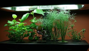 Hydroponic Home Garden